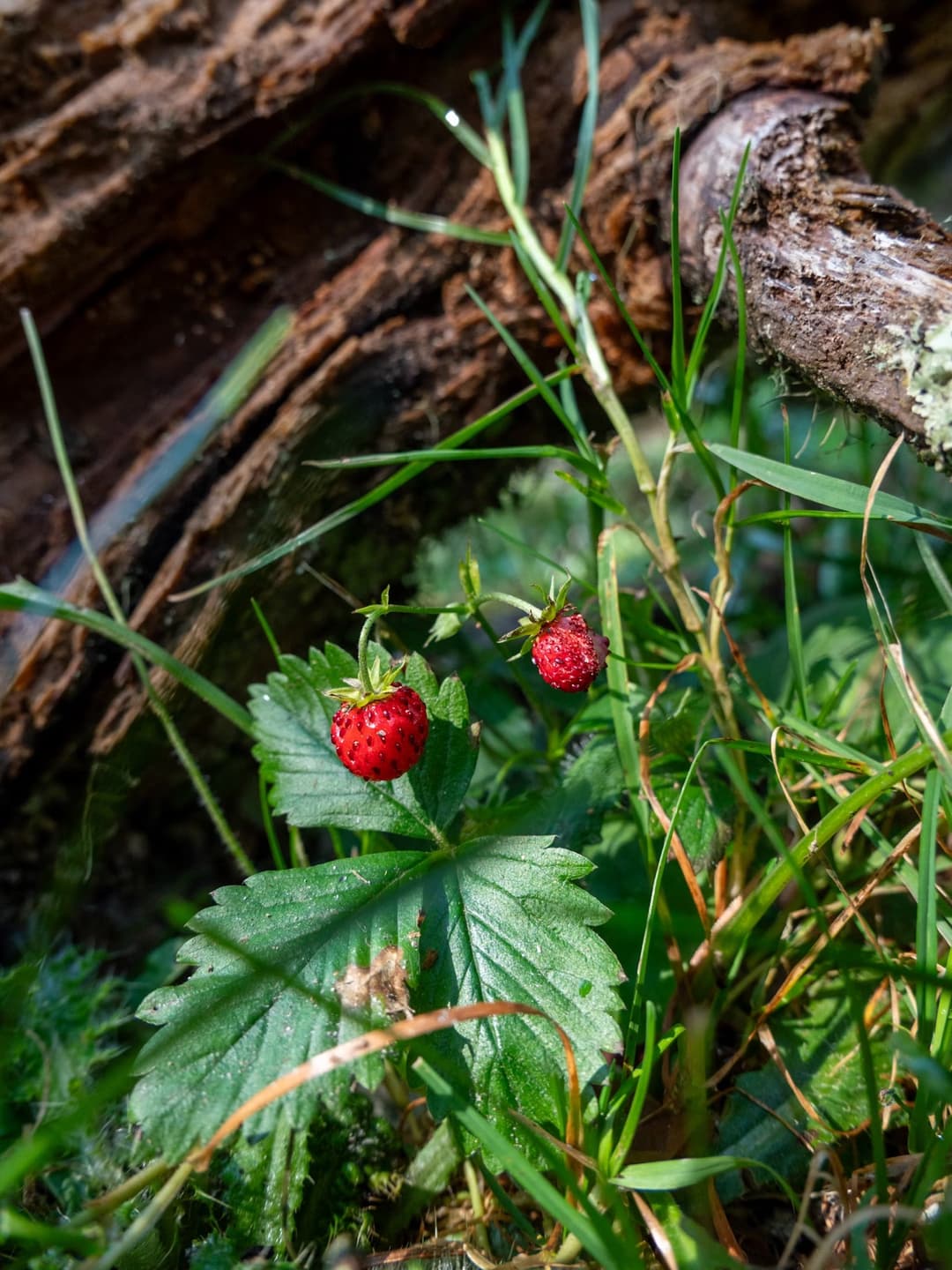 Wild strawberry where it grows