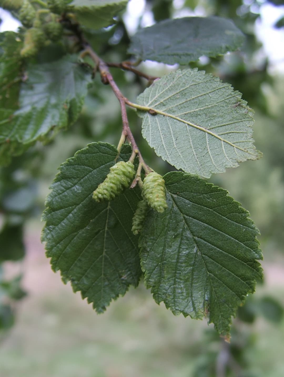 Grey alder where it grows