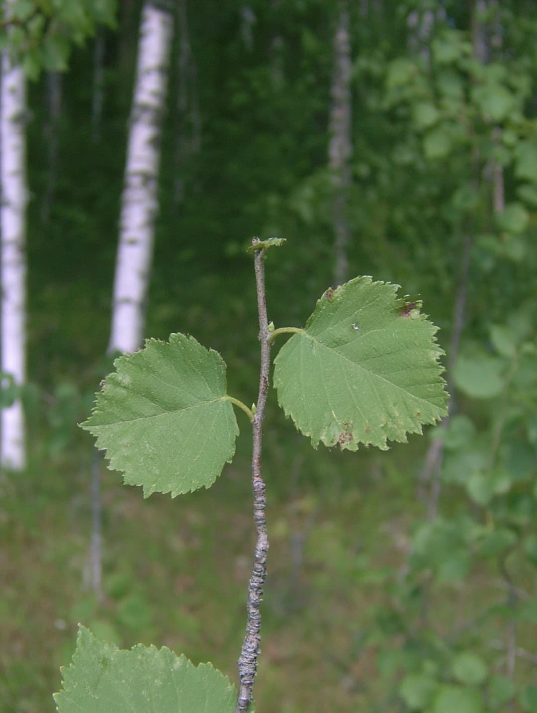 Downy birch where it grows