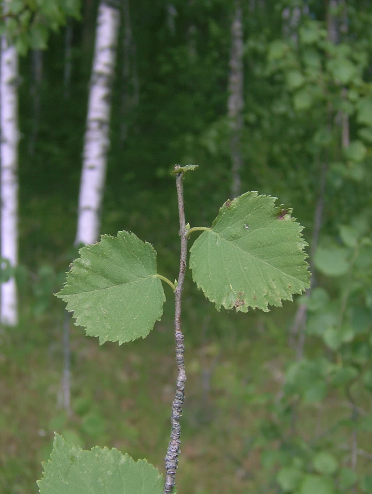 Hieskoivu kasvupaikallaan