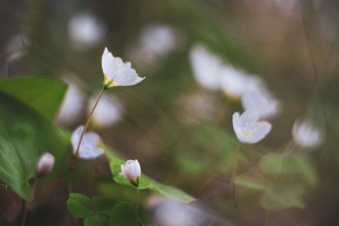 Wood sorrel where it grows