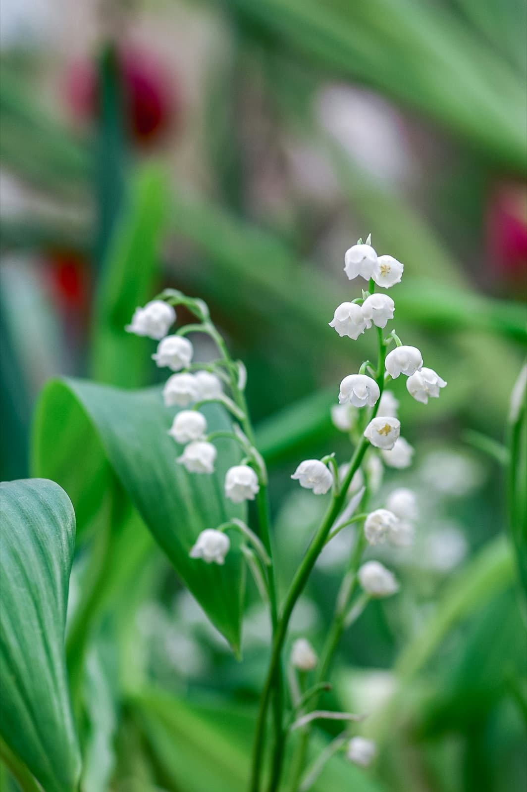 Lily of the valley where it grows