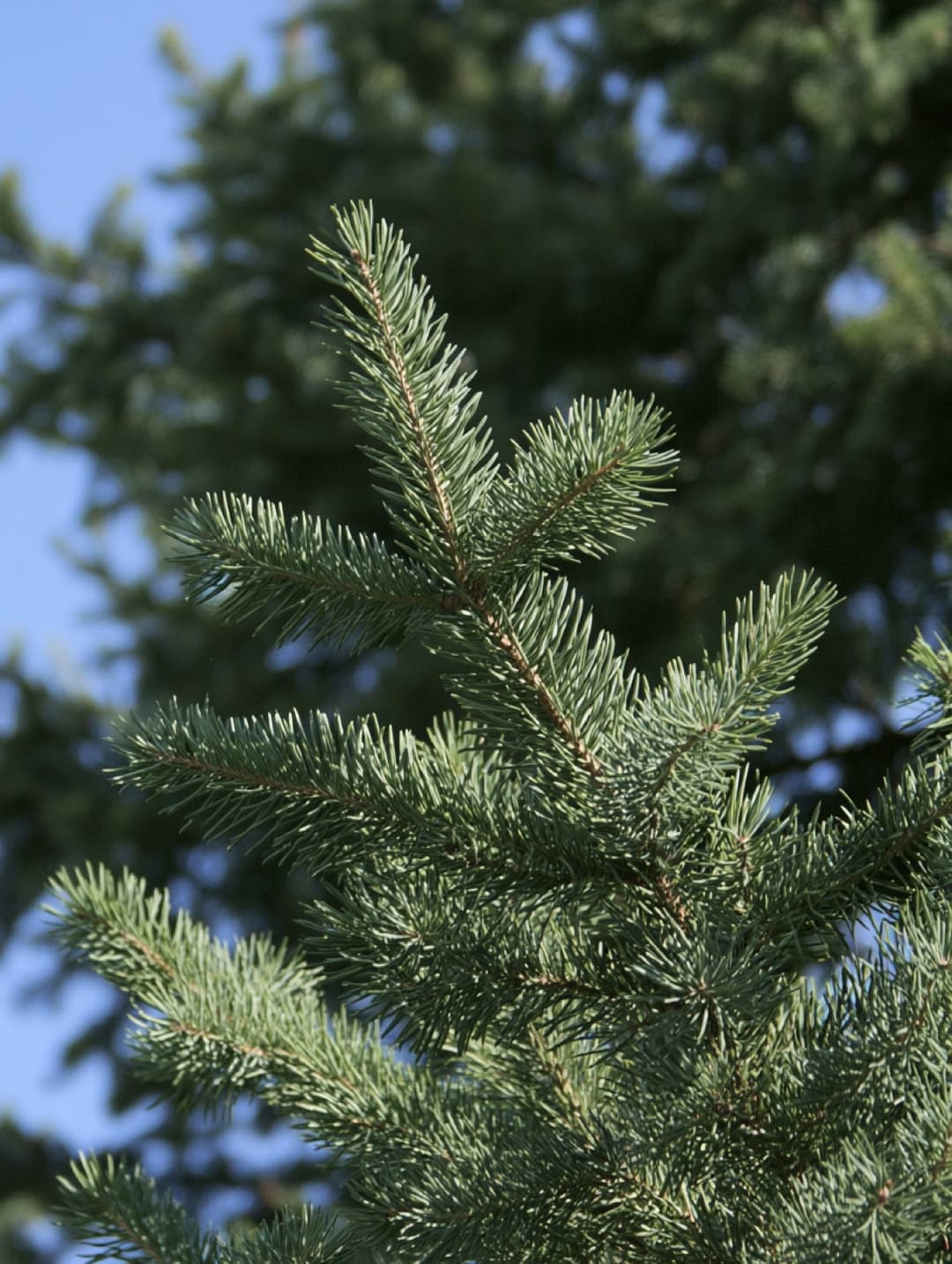Norway spruce where it grows