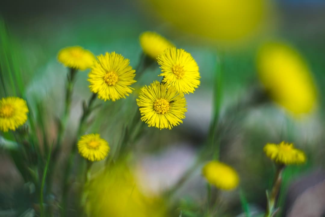 Coltsfoot where it grows