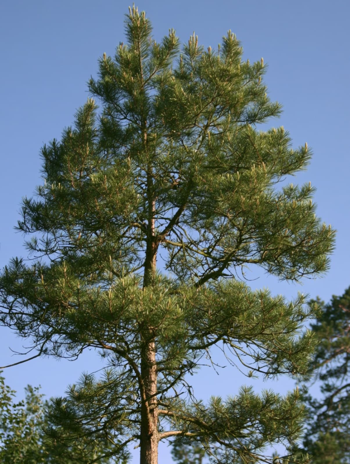 Scots pine where it grows