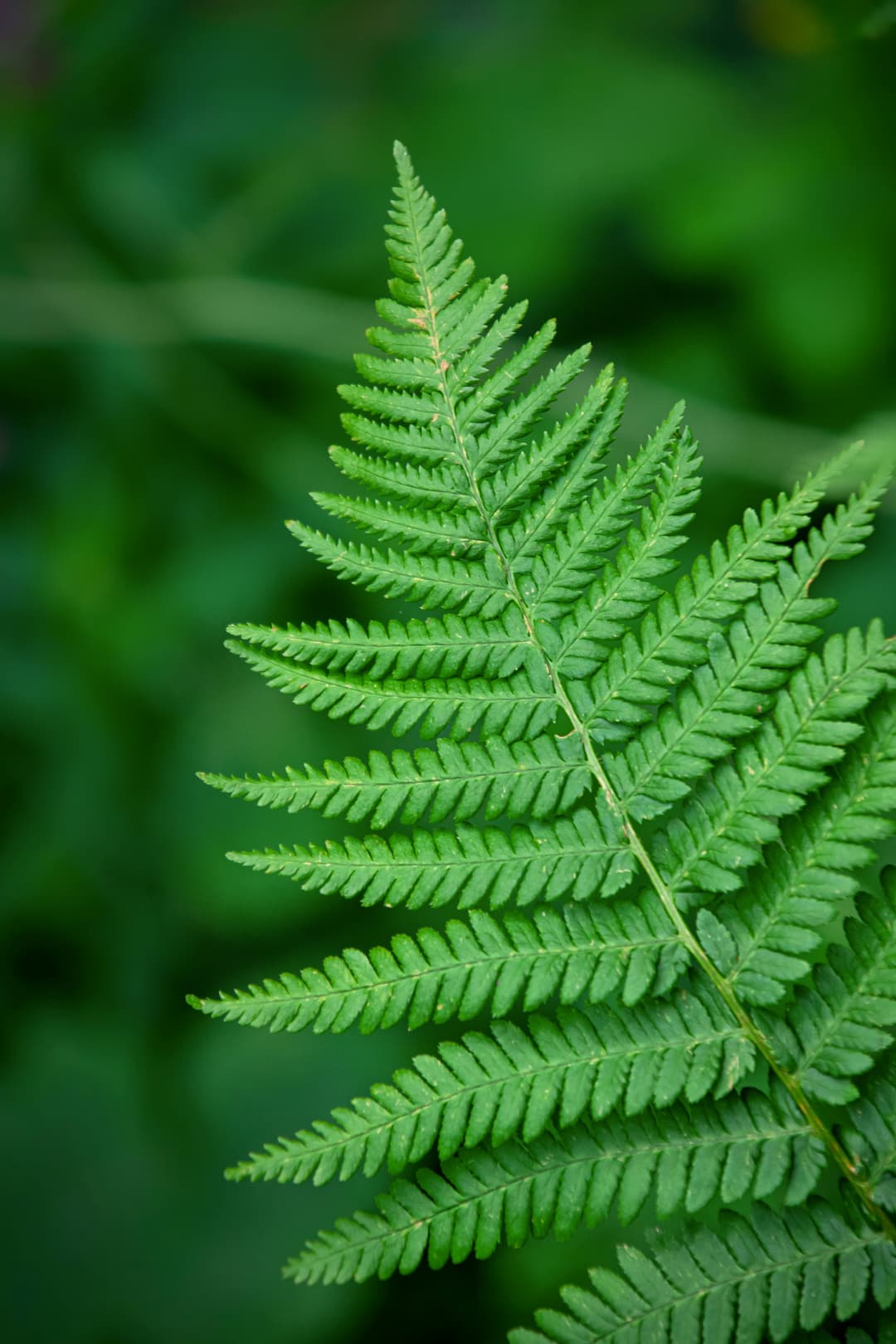 Narrow buckler-fern where it grows