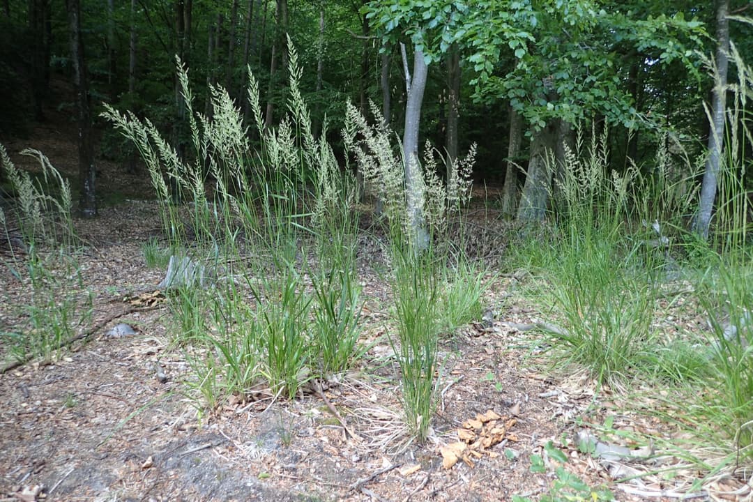 Bush small-reed where it grows