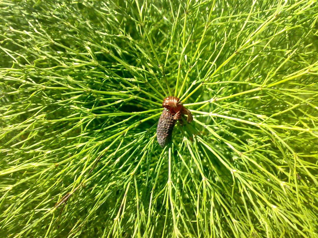 Wood horsetail where it grows