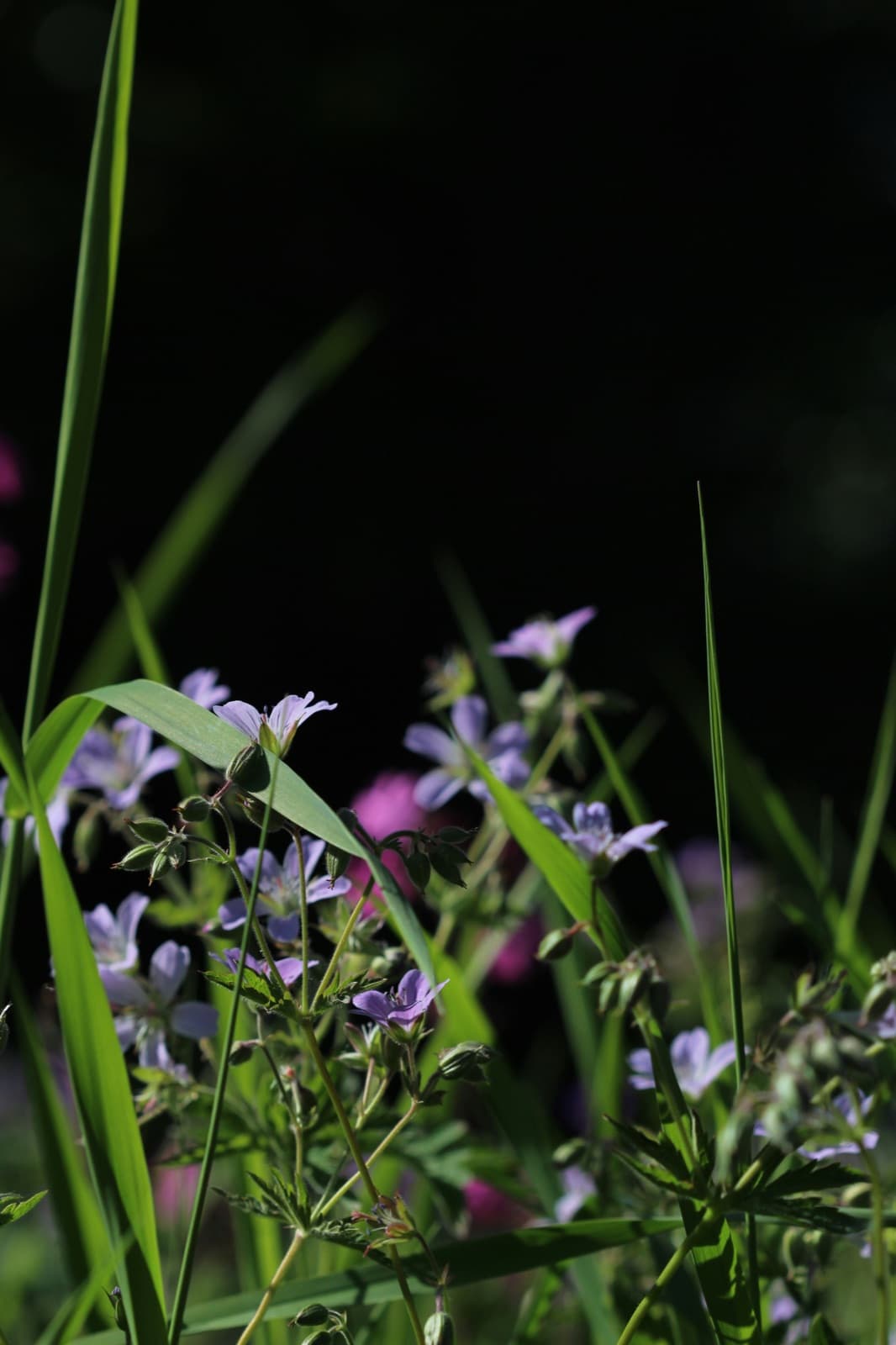 Wood cranesbill where it grows
