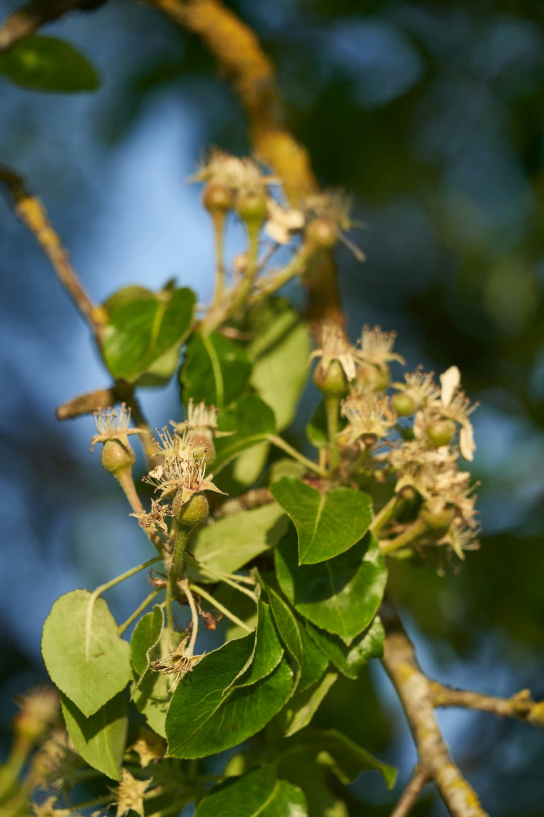 Small-leaved lime where it grows