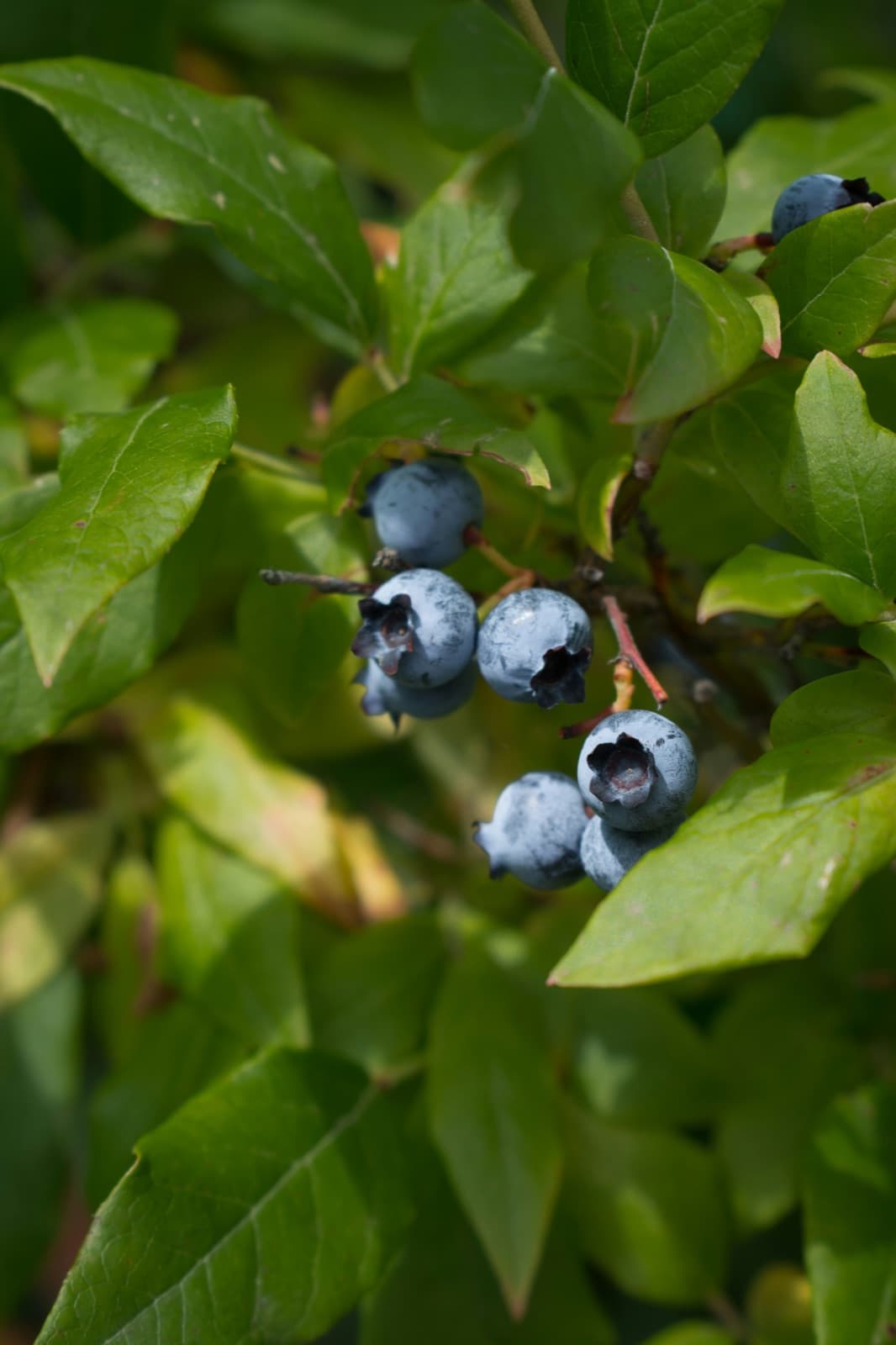 Bilberry where it grows