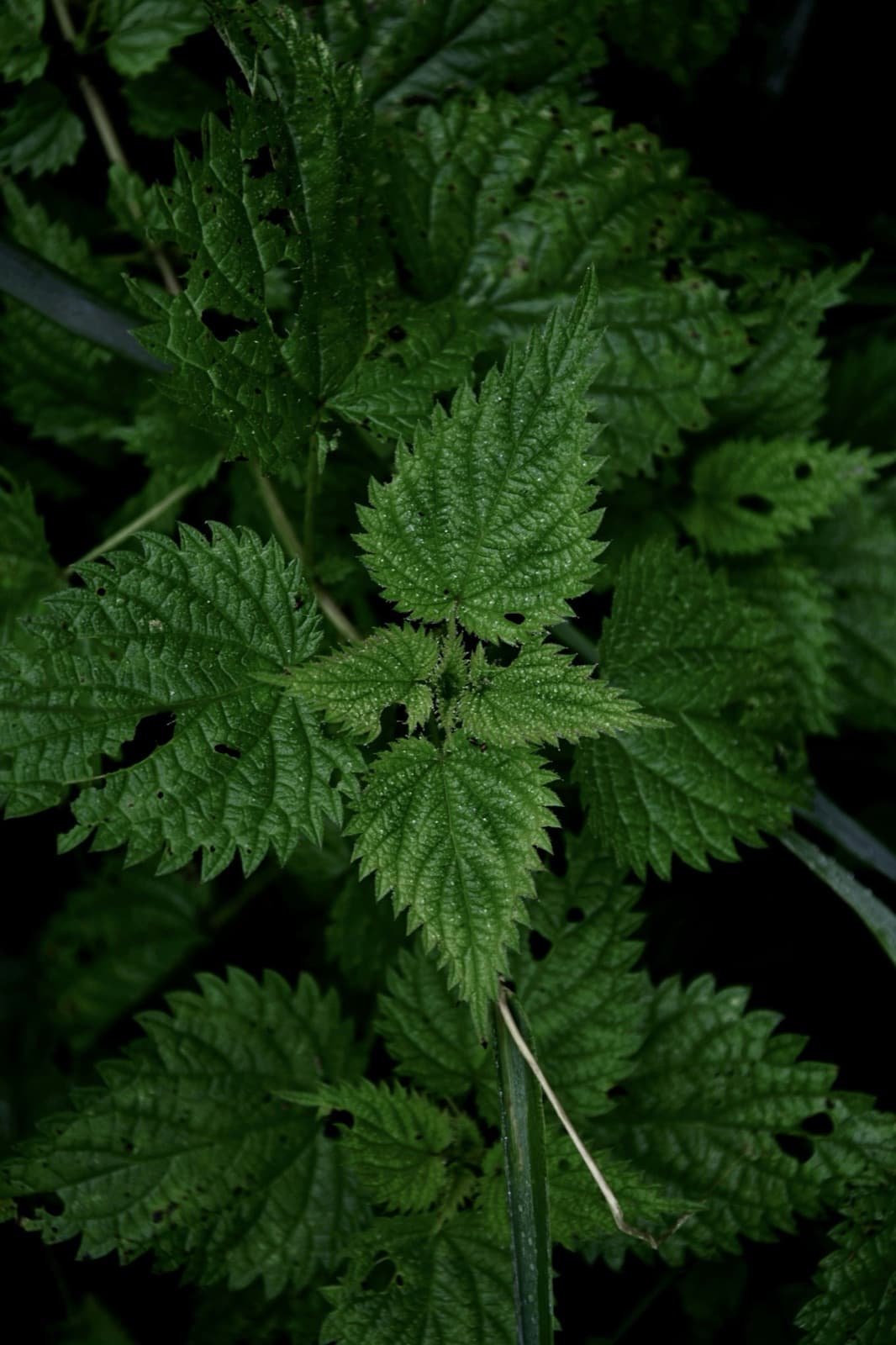 Stinging nettle where it grows