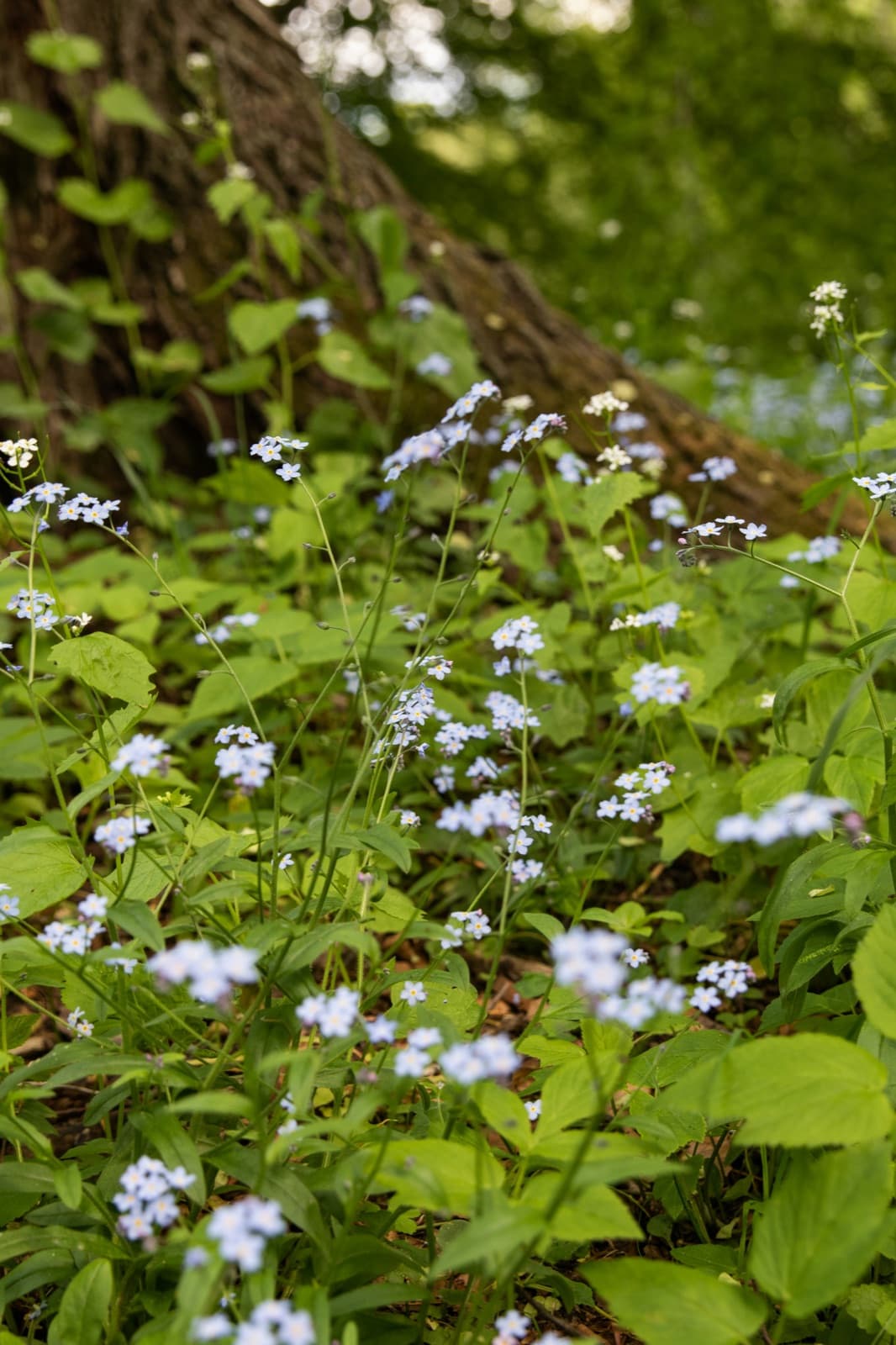 Field forget-me-not where it grows