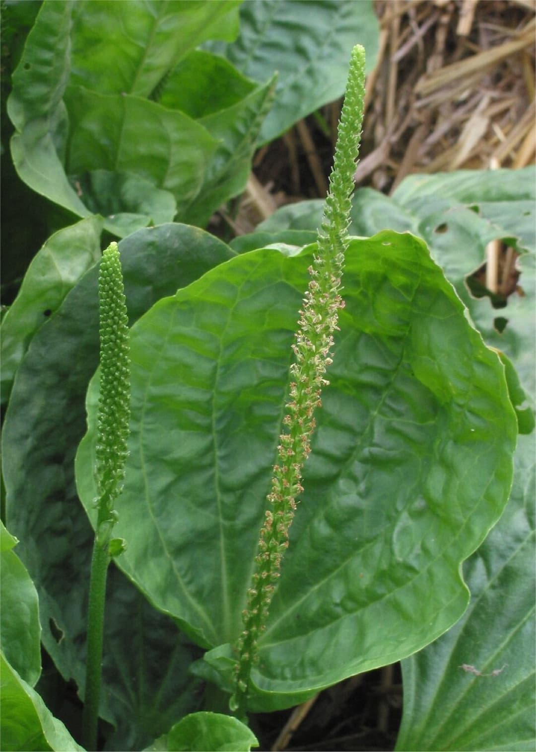 Greater plantain where it grows
