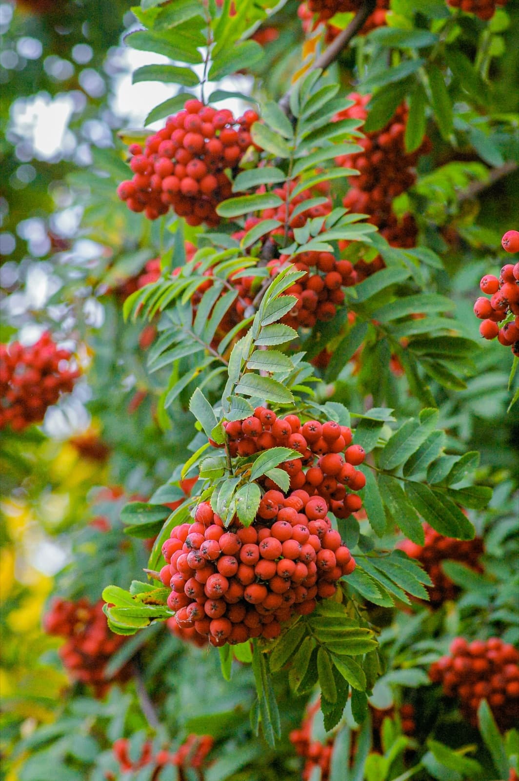 Rowan where it grows