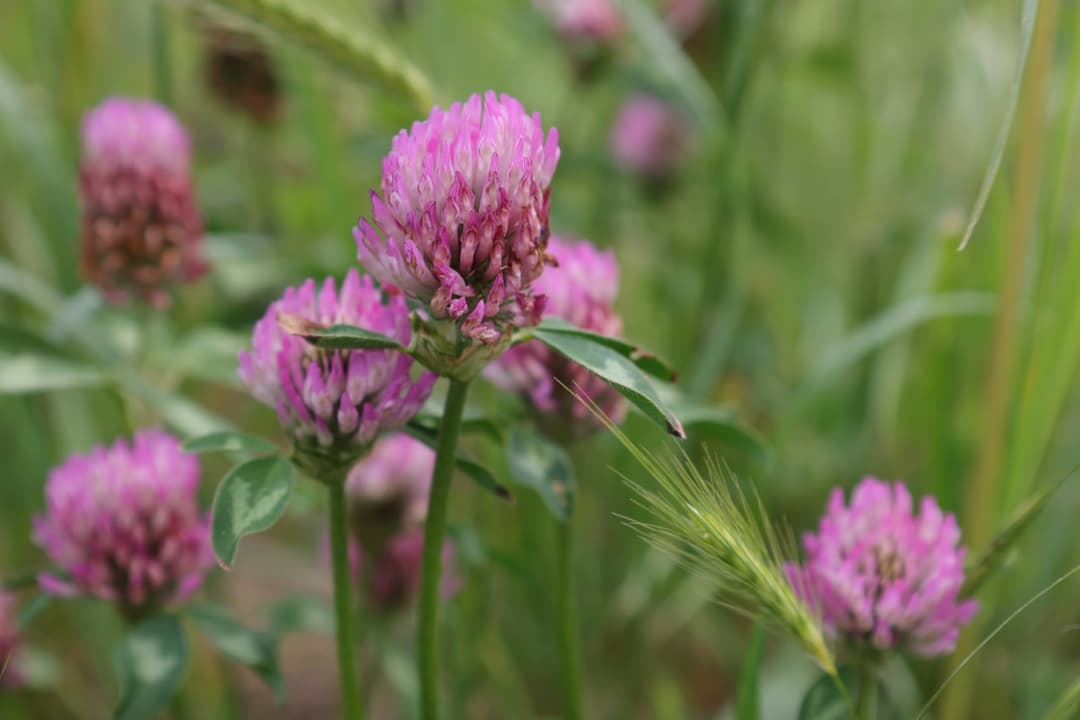 Red clover where it grows