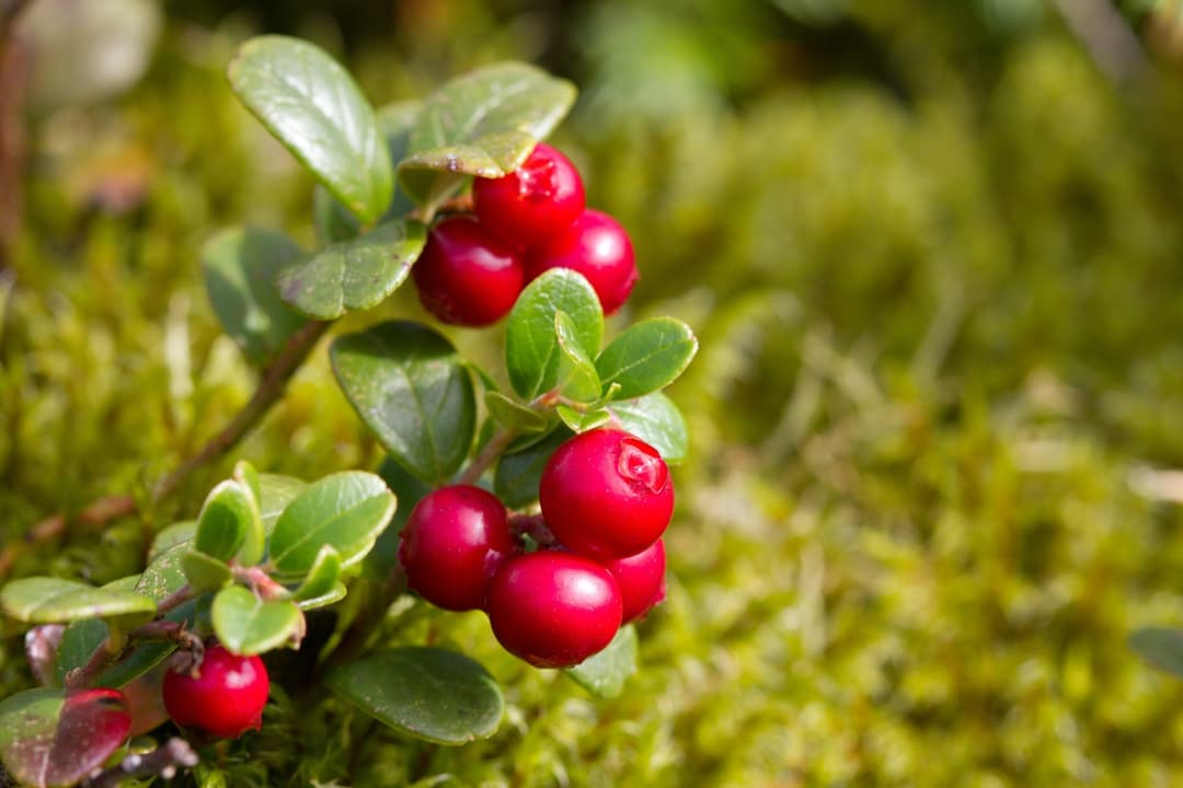 Lingonberry where it grows