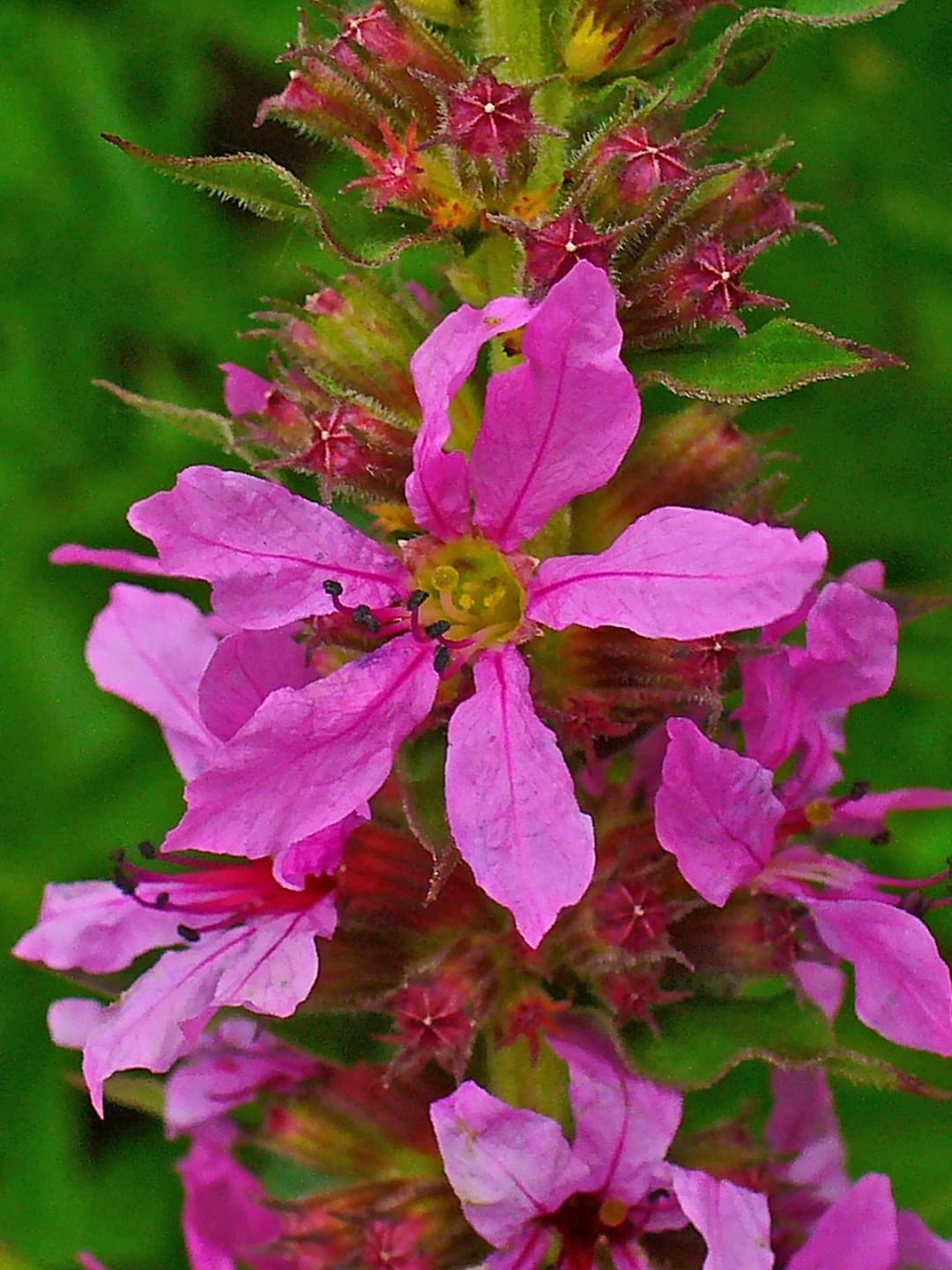 Purple loosestrife where it grows