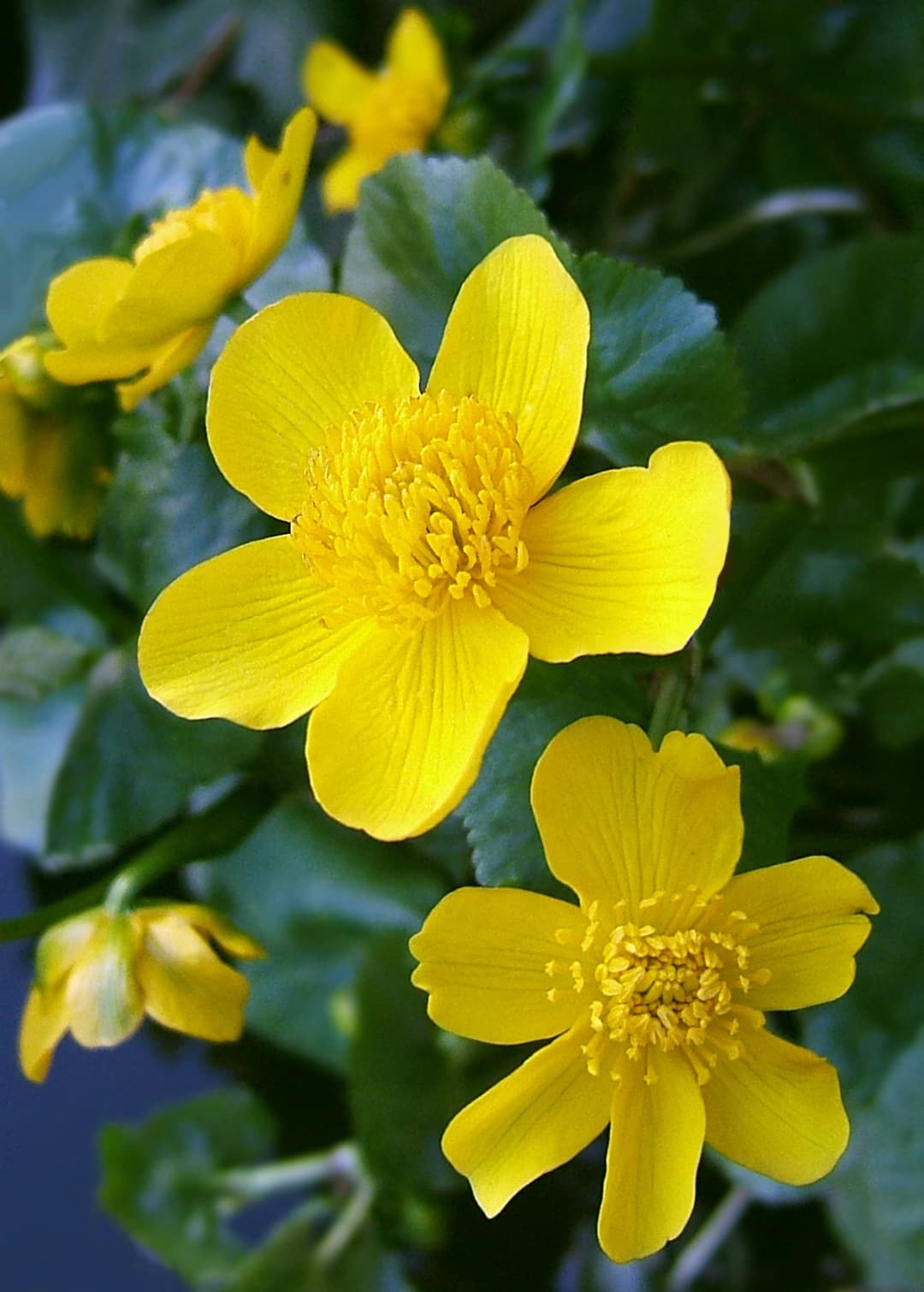 Marsh marigold where it grows