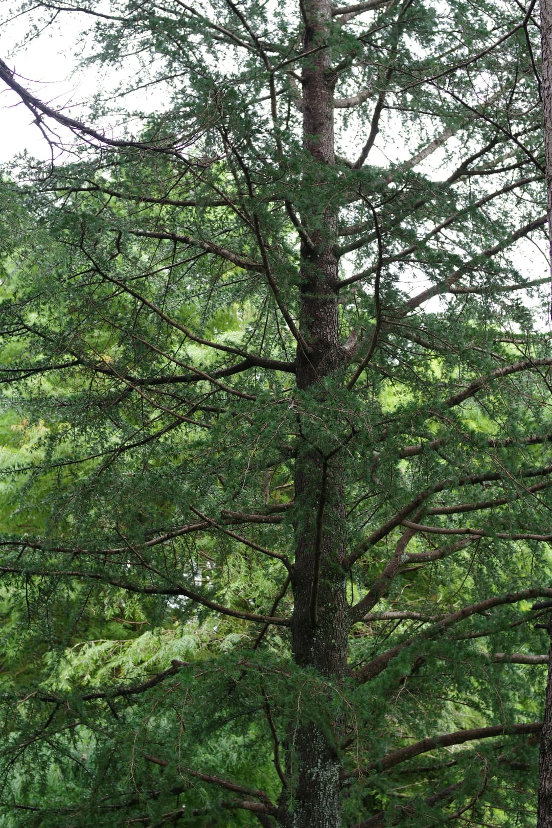 Siberian larch where it grows