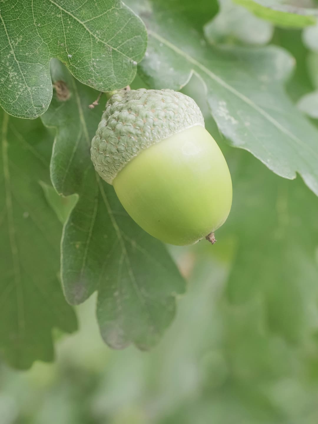 Pedunculate oak where it grows