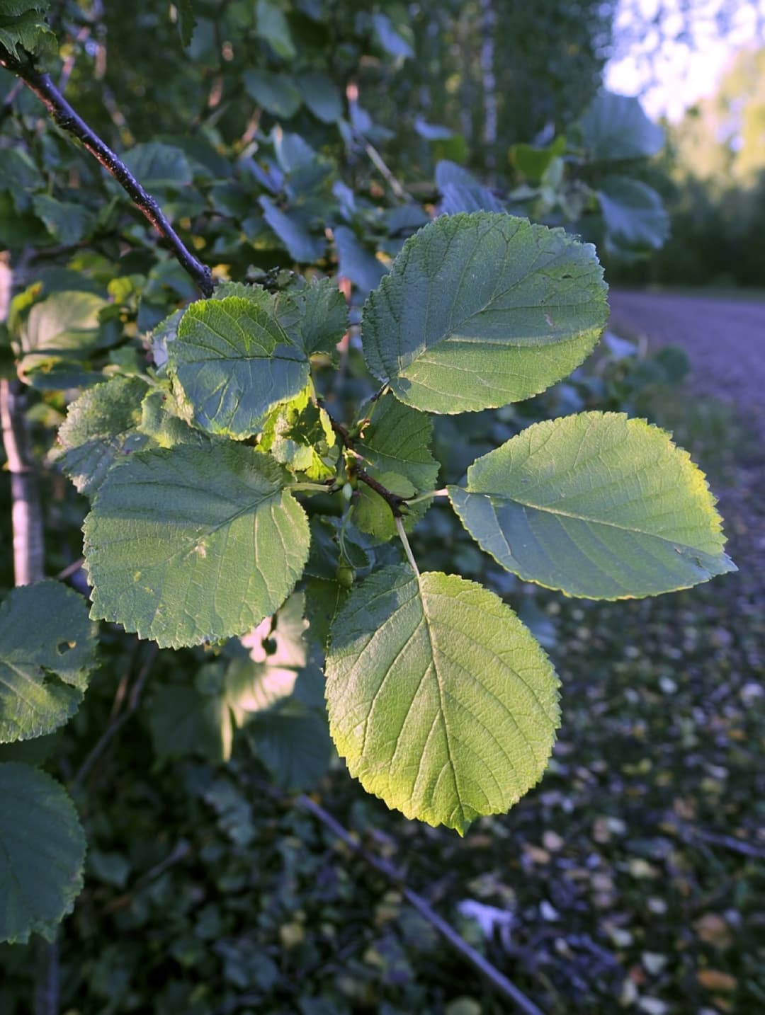 Black alder where it grows