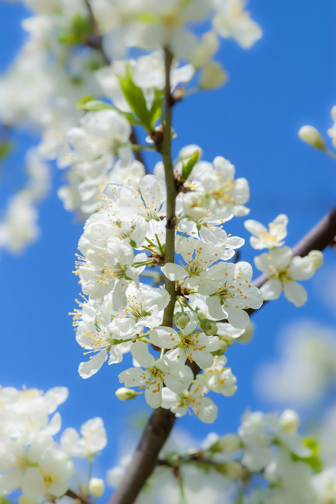 Bird cherry where it grows