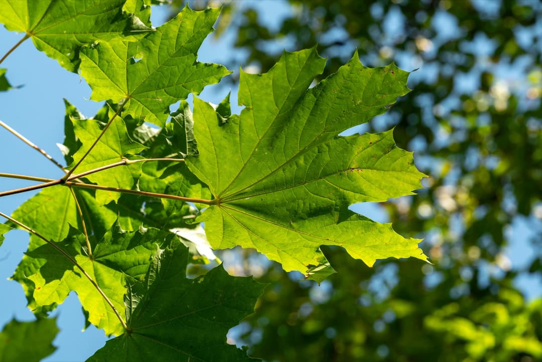 Norway maple where it grows