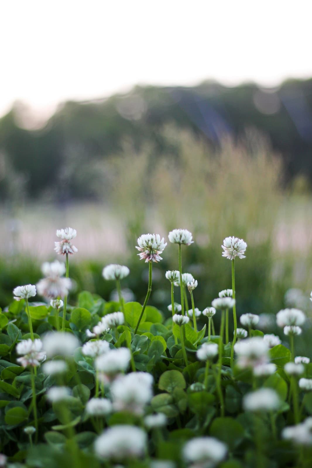 White clover where it grows