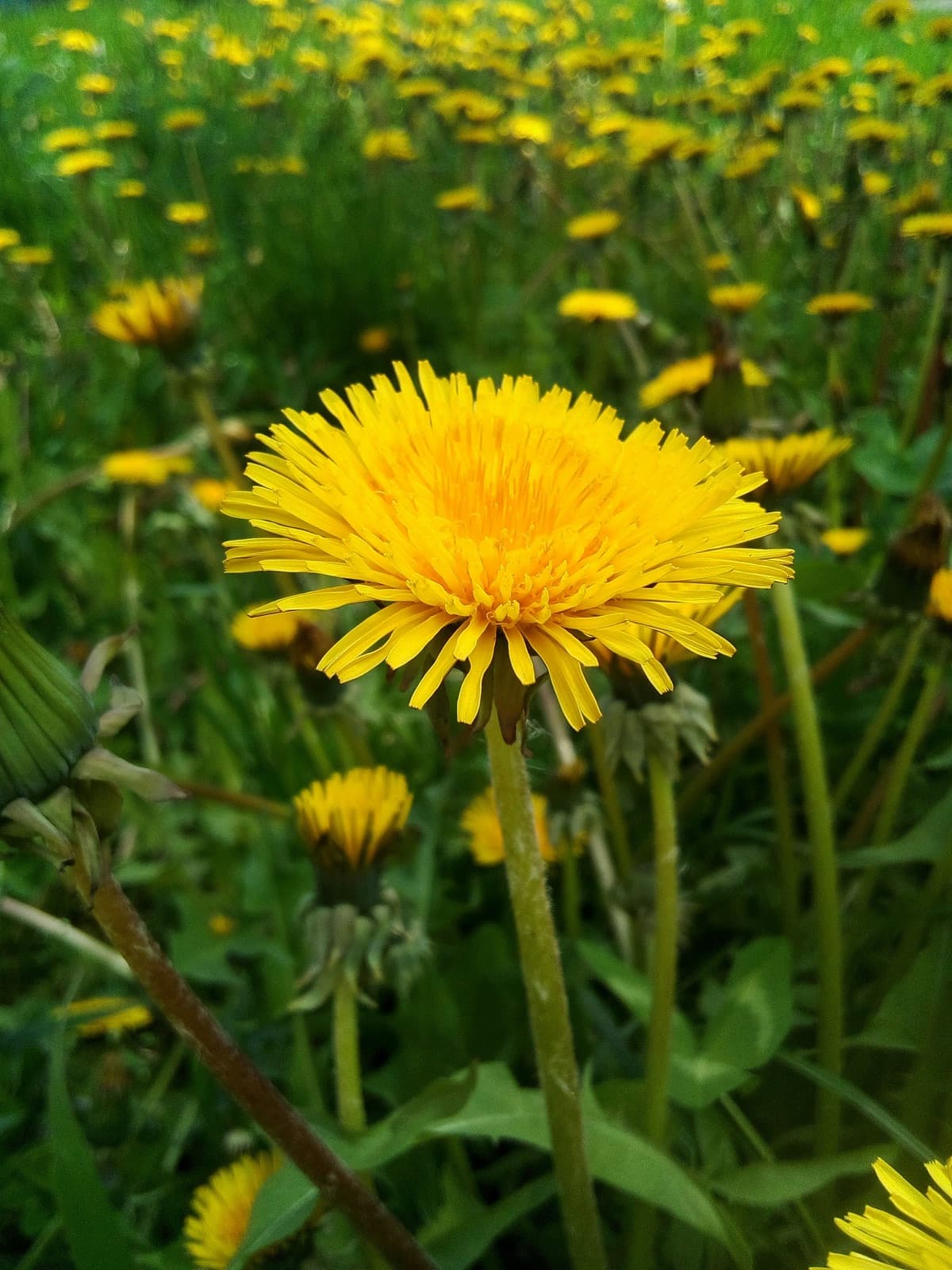 Dandelion where it grows
