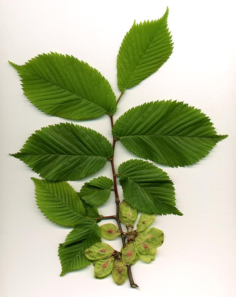 Wych elm where it grows