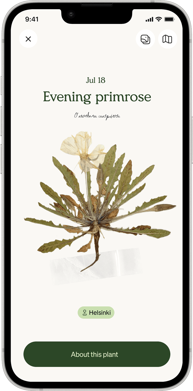 A plant specimen page in the Linnea app